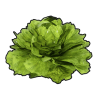 an image of the Palworld item Lettuce